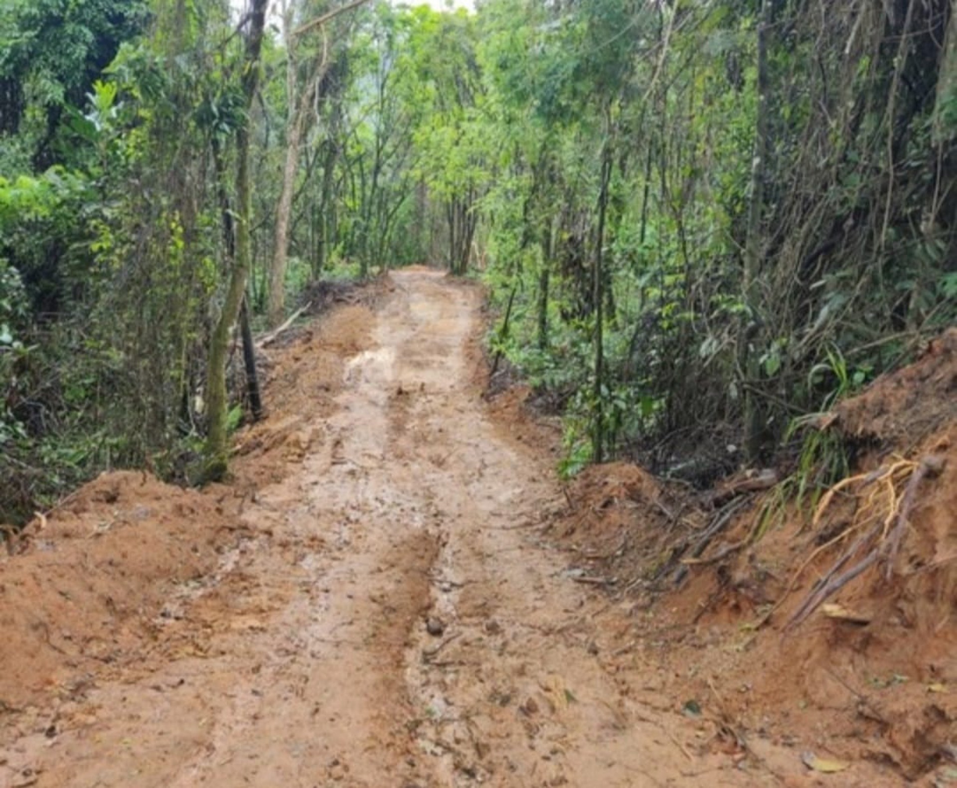 Estrada ilegal atravessa área de preservação em Paraty - Divulgação/Linha Verde