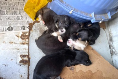 Homem é flagrado abandonando filhotes de cachorro em saco de lixo na Baixada Fluminense