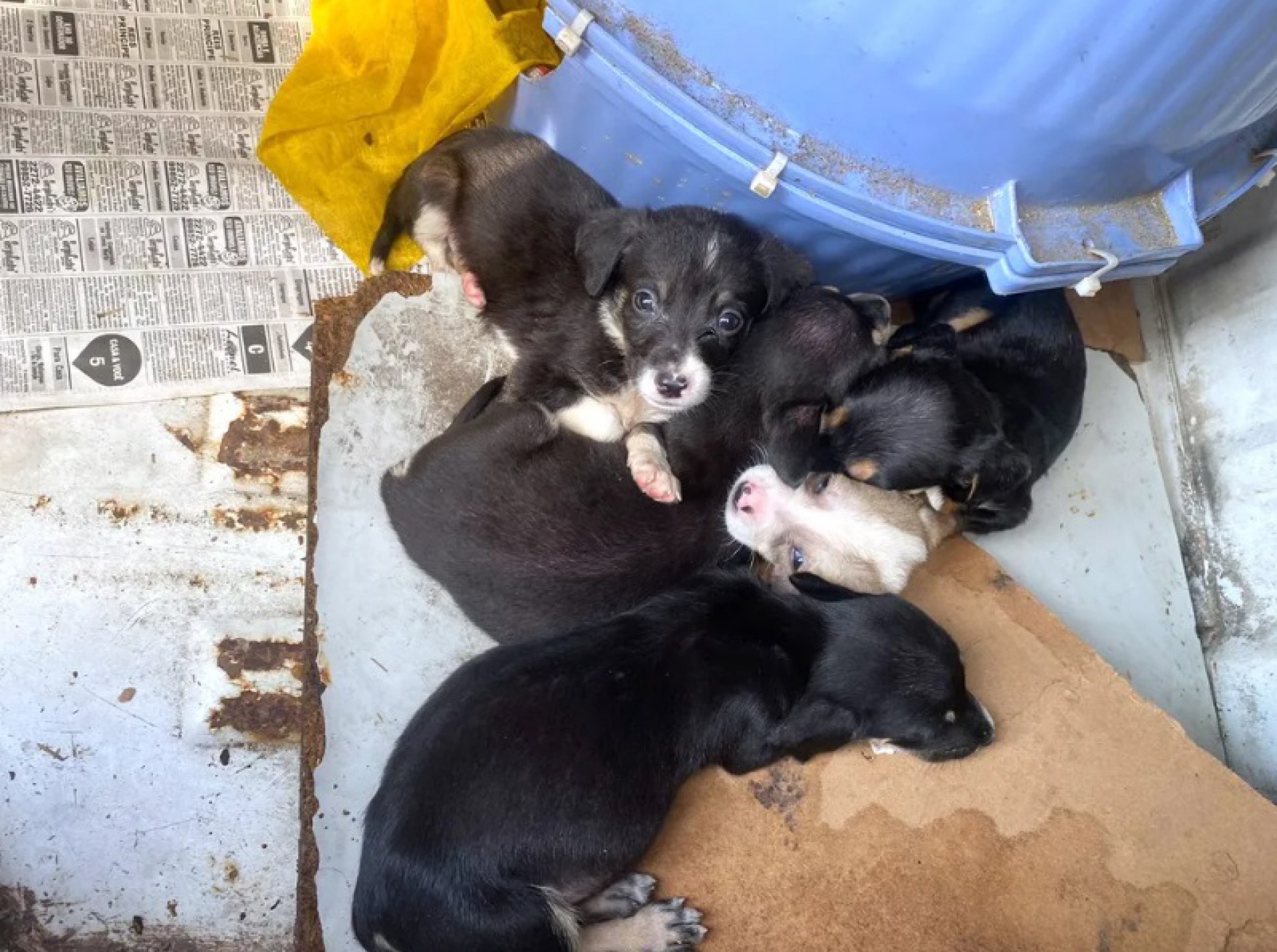 Cachorrinhos são abandonados na caçamba de uma picape - Reprodução/TV Globo