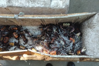 GM apreende 180 caranguejos que seriam vendidos de forma ilegal