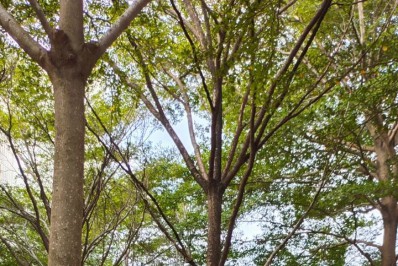 Consciência Negra: respeito, igualdade e luta