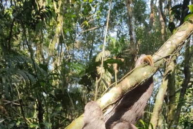 Pesquisadores registram maior preguiça já vista no Parque Nacional da Tijuca