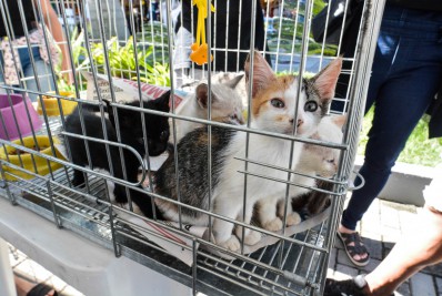 Feira de adoção de cães e gatos acontece neste domingo (27/11) no Centro de Maricá