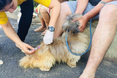Campanha orienta que vacina é a única forma de prevenir a raiva e manter os animais saudáveis