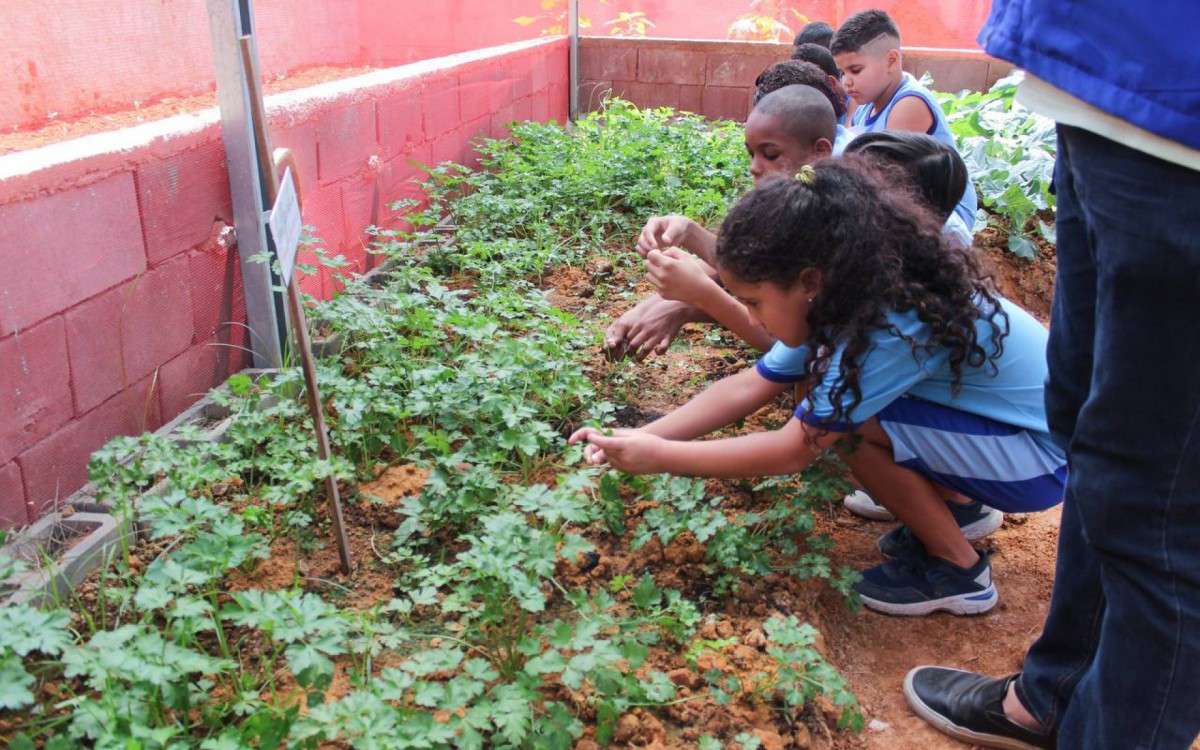 Alunos da rede municipal de S&atilde;o Jo&atilde;o colhem verduras para merenda
