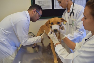 Primeiro hospital veterinário público da cidade começa a sair do papel 