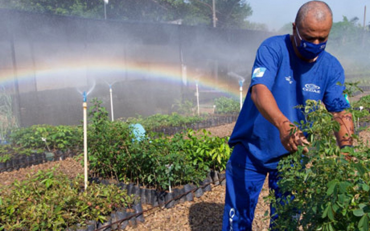 Esp&eacute;cies doadas s&atilde;o cultivadas nos viveiros da Cedae, que t&ecirc;m capacidade de produzir mais de 2 milh&otilde;es de mudas 