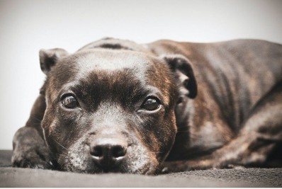 Calor: com pets, recomendação é de sombra e água fresca