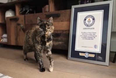 Gata de quase 27 anos entra para o 'Livro dos Recordes' como a mais velha do mundo