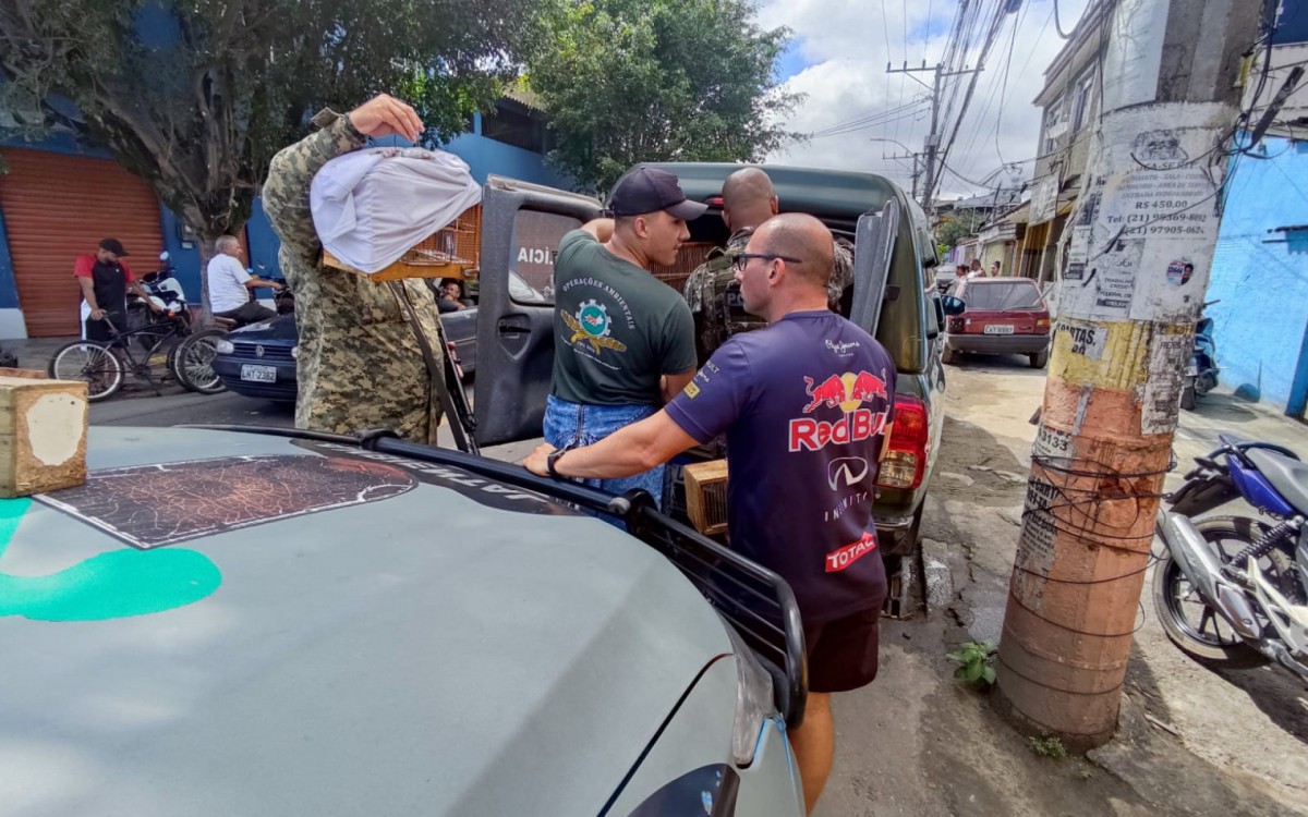 Os policiais militares do CPAM recolhem os animais silvestres apreendidos
