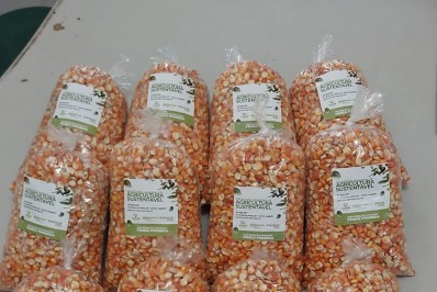 Sementes de milho com mais vitaminas são distribuídas aos agricultores de Magé