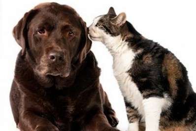 Mais de três mil cães e gatos vacinados contra raiva neste fim de semana