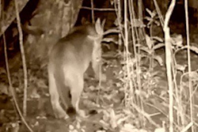 Onça-parda é registrada pela primeira vez no Parque Estadual de Ilha Grande