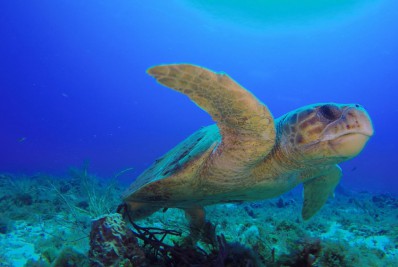 O Brasil das telenovelas se rende aos ducumentários ambientais