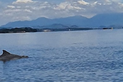 Golfinhos sobrevivem na Baía de Guanabara