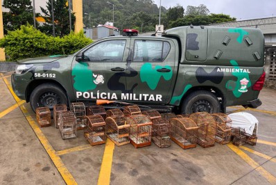 Polícia apreende 30 pássaros silvestres em Nova Friburgo