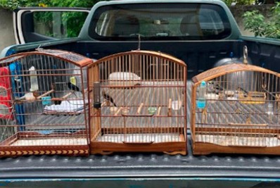 Três pássaros silvestres foram apreendidos em São João de Meriti