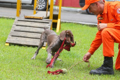 Novo cachorro do Corpo de Bombeiros tem nome definido após enquete