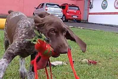 Corpo de Bombeiros faz enquete para definir nome de novo cachorro da corporação