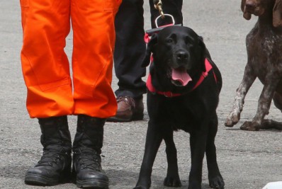 Corpo de Bombeiros forma condutores de cães de buscas em Magé