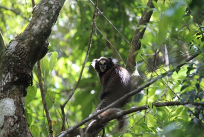 Parque Natural Municipal Montanhas de Teresópolis recebe diretores do zoológico de Beauval-França para apoio ao projeto de conservação Sagui-da-Serra-Escuro