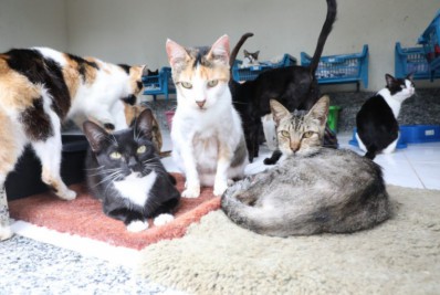 Prefeitura promove campanha de adoção de animais na Cinelândia