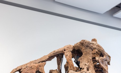 Crânio de T. Rex é leiloado por US$ 6,1 milhões - 11/12/2022 - Ciência -  Folha