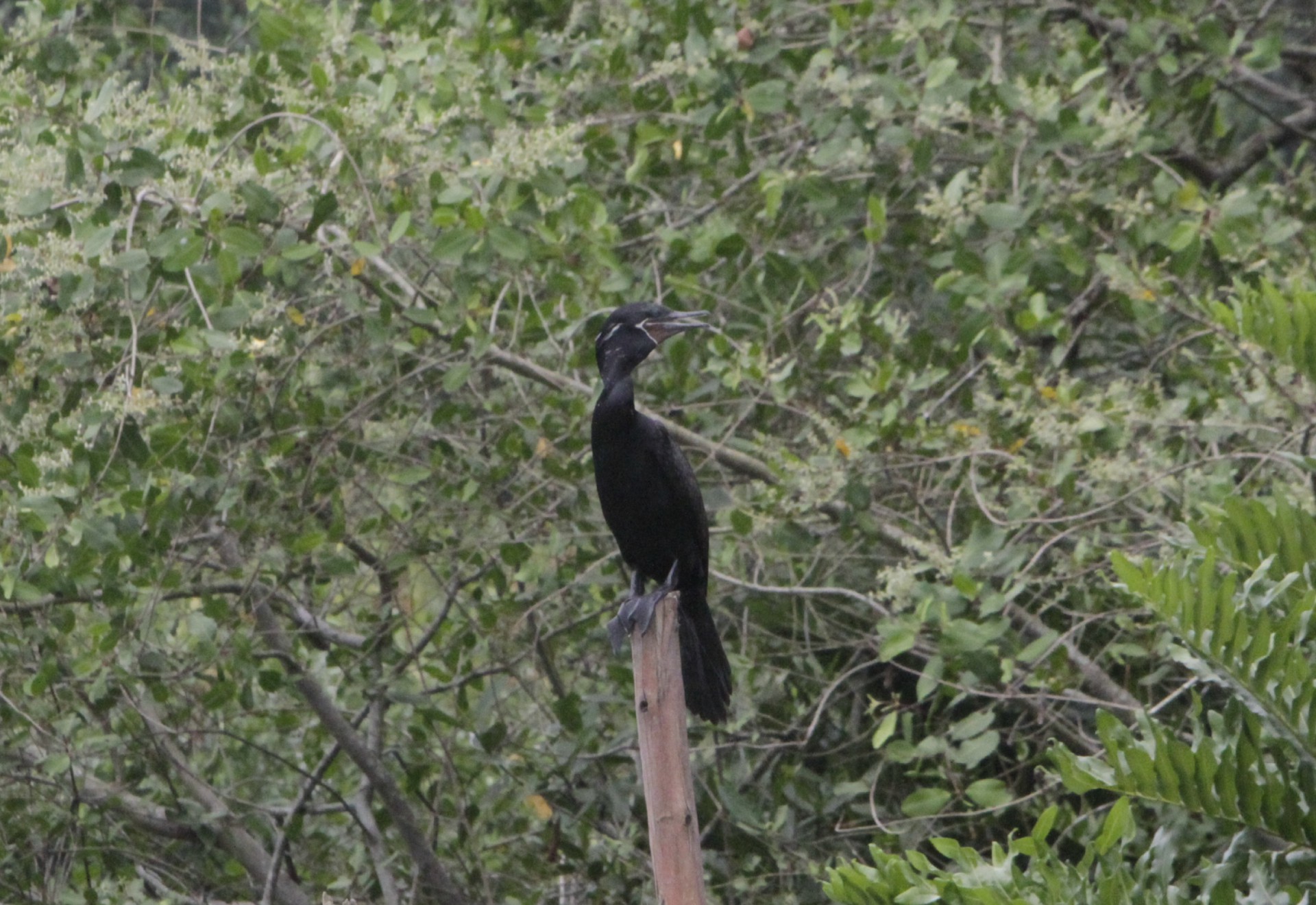 Manguezal abriga biodiversidade - Marcos Porto/Agencia O Dia
