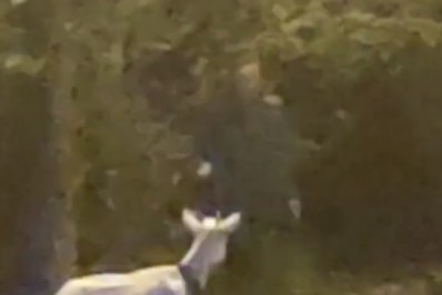 Vídeo: Morador de Niterói flagra 'assombração' ao lado de cabra na Praia do Sossego