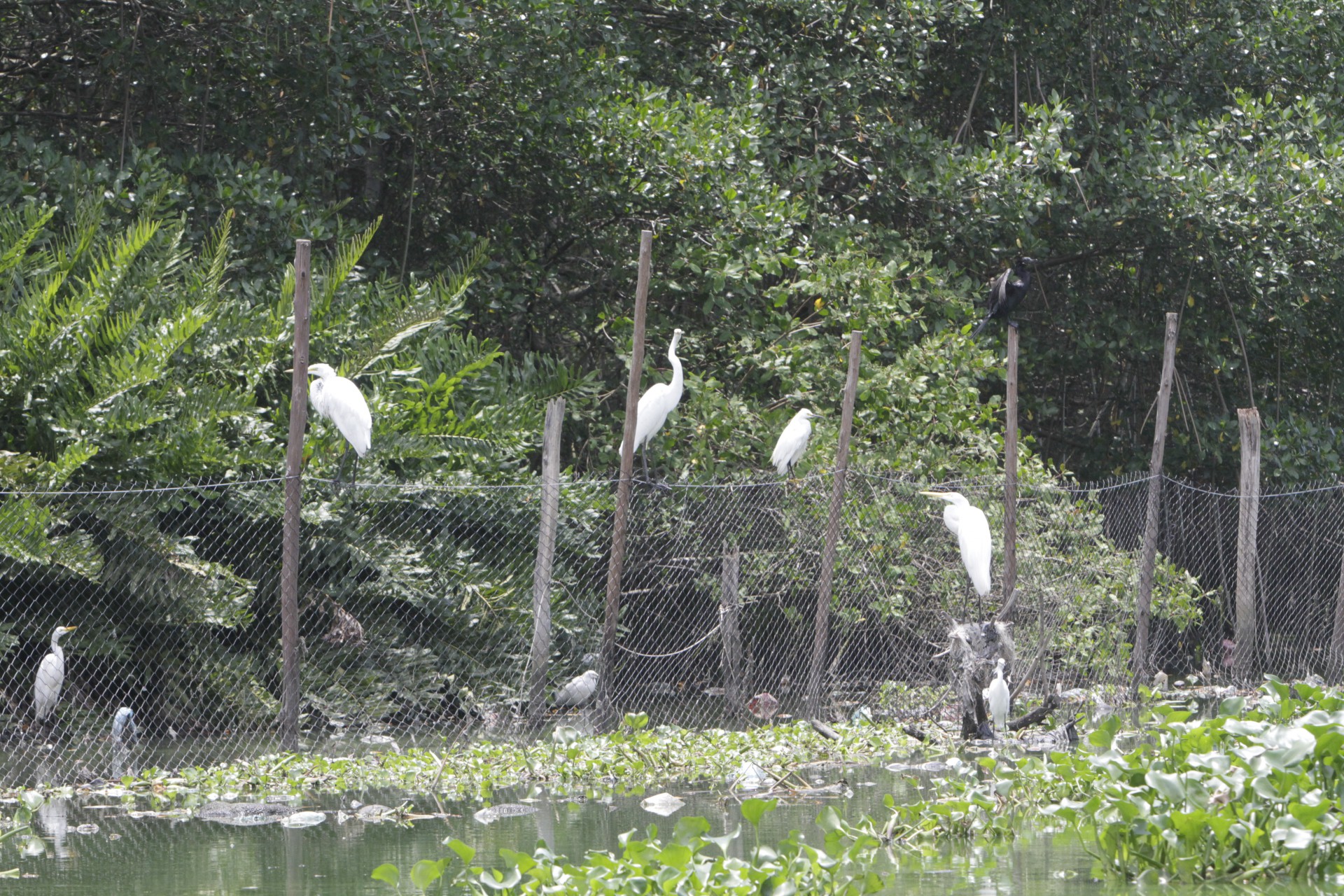 Lagoa do Camorim recebe plantio de 40 mil mudas de Mangue Vermelho - Marcos Porto/Agencia O Dia