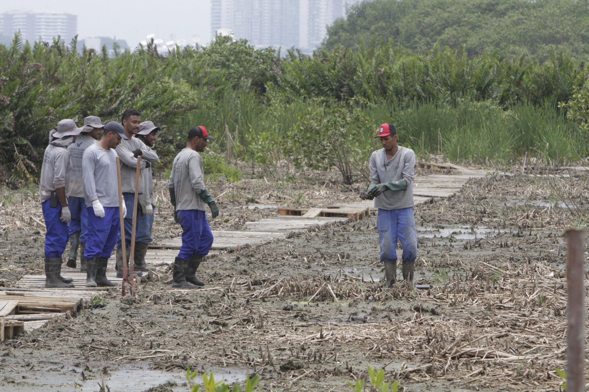 Ser&atilde;o plantadas 40 mil mudas de Mangue Vermelho na Lagoa do Camorim, em Jacarepagu&aacute; - Marcos Porto/Agencia O Dia