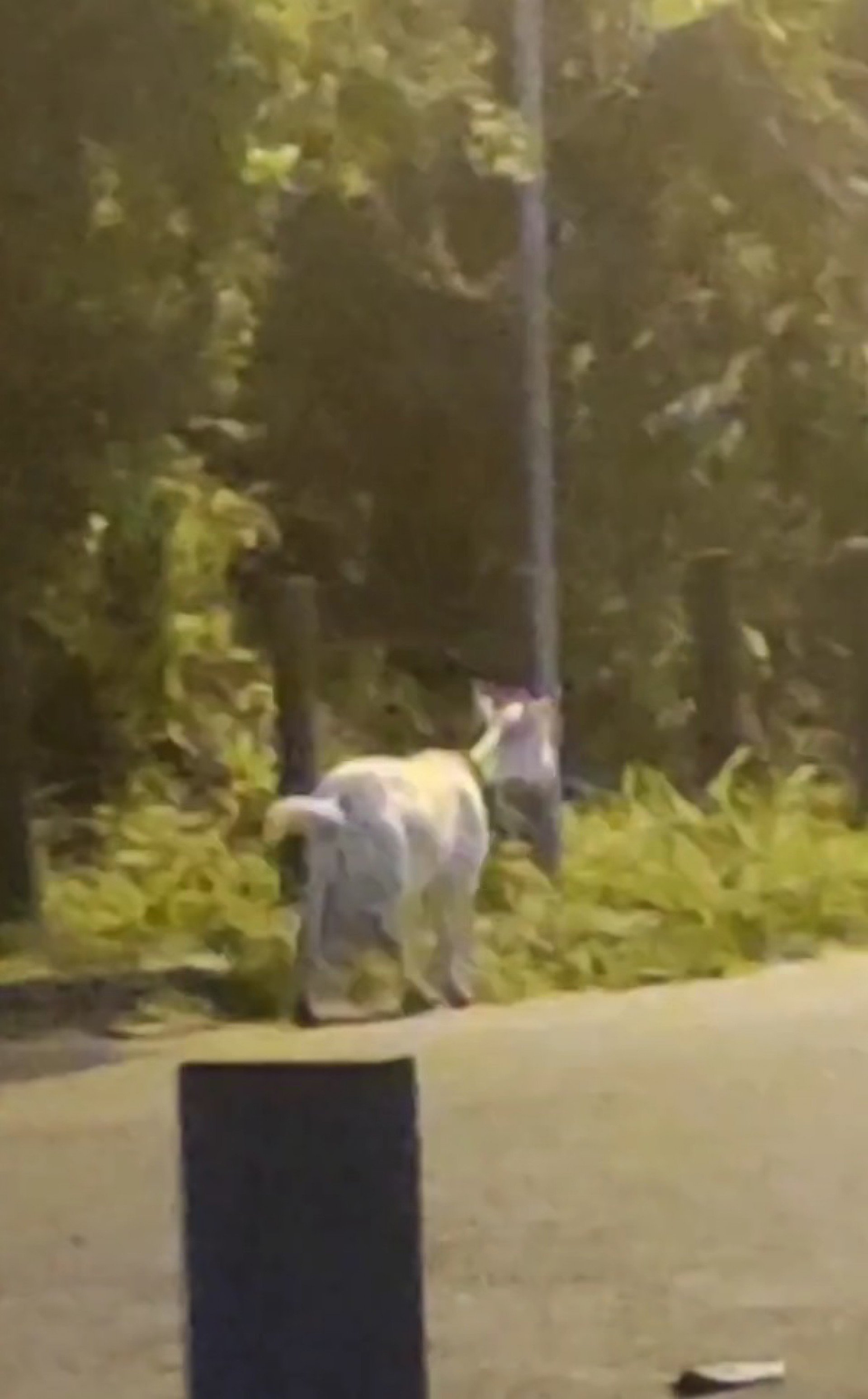 Animal caminhava por rua próxima a praia do Sossego, em Piratininga, Niterói, na Região Metropolitana do Rio - Reprodução de Vídeo