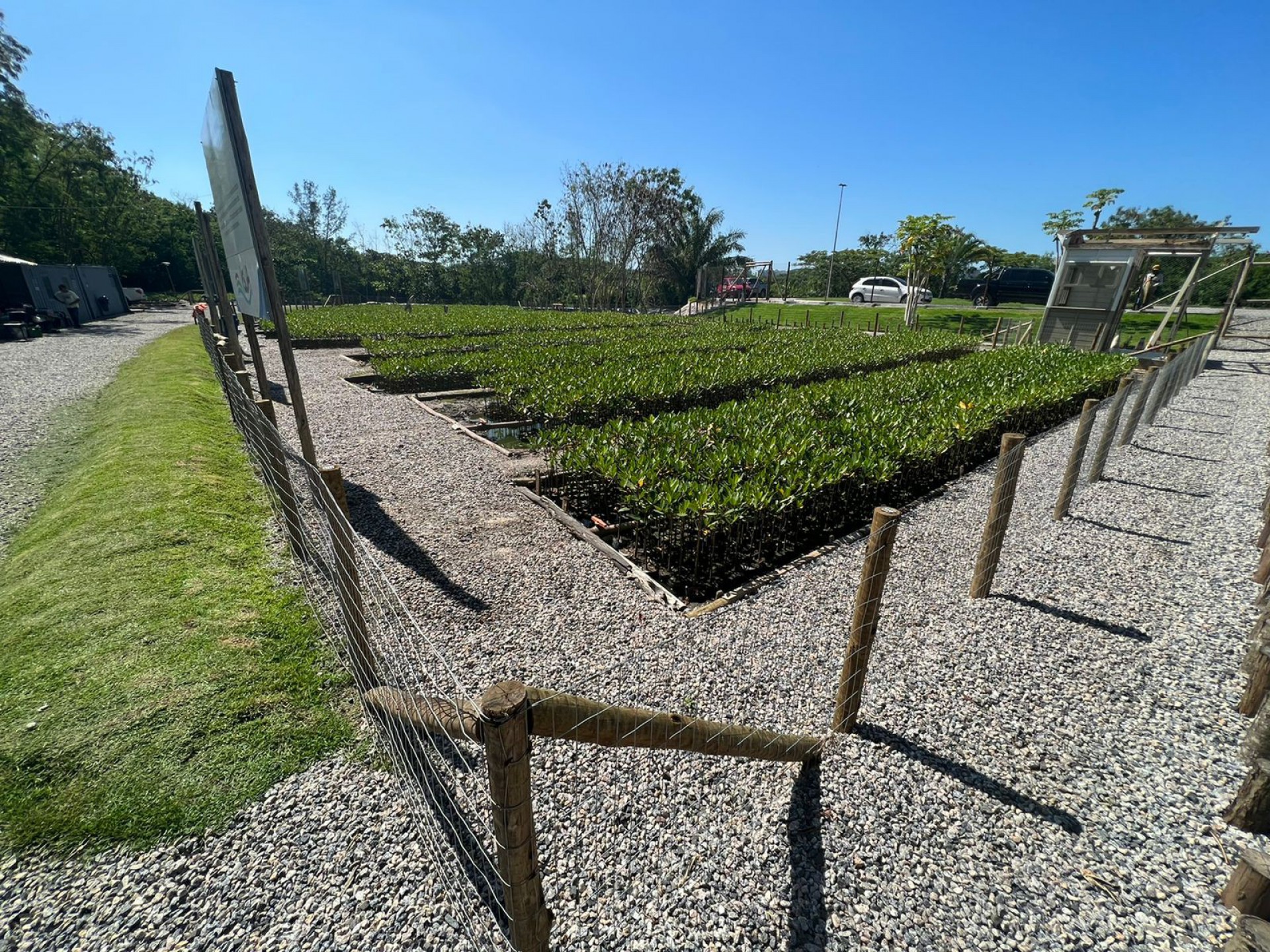 Produção das 40 mil mudas de mangue vermelho - Reprodução/ Mario Moscatelli