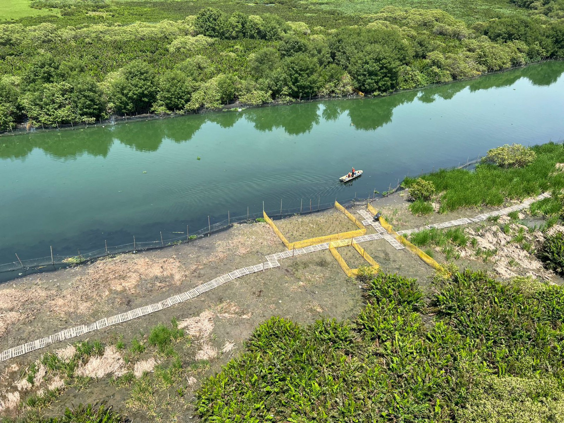 Lagoa do Camorim começa a receber 40 mil mudas de Mangue Vermelho - Reprodução/ Mario Moscatelli