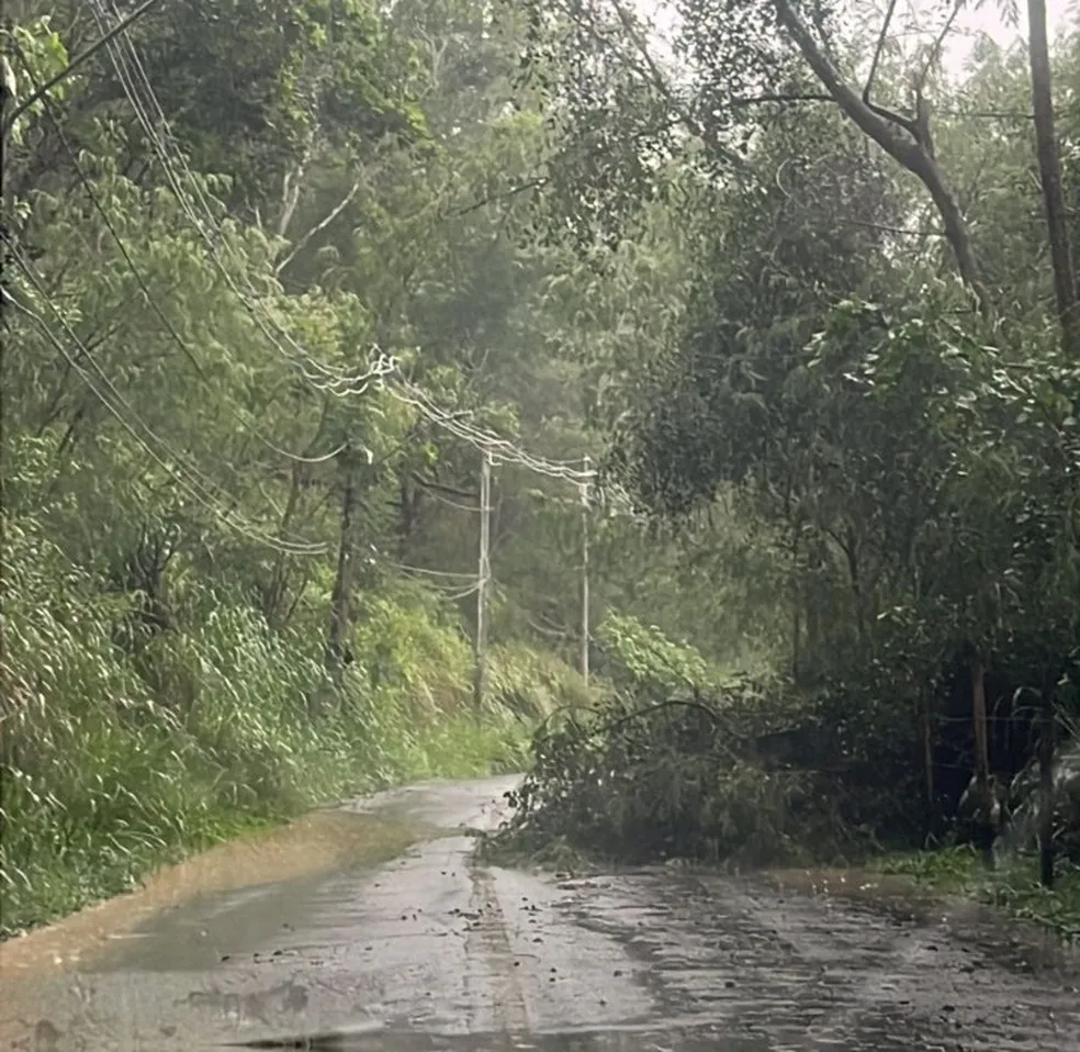 Defesa Civil registra rajadas de 69 km/h e queda de árvore