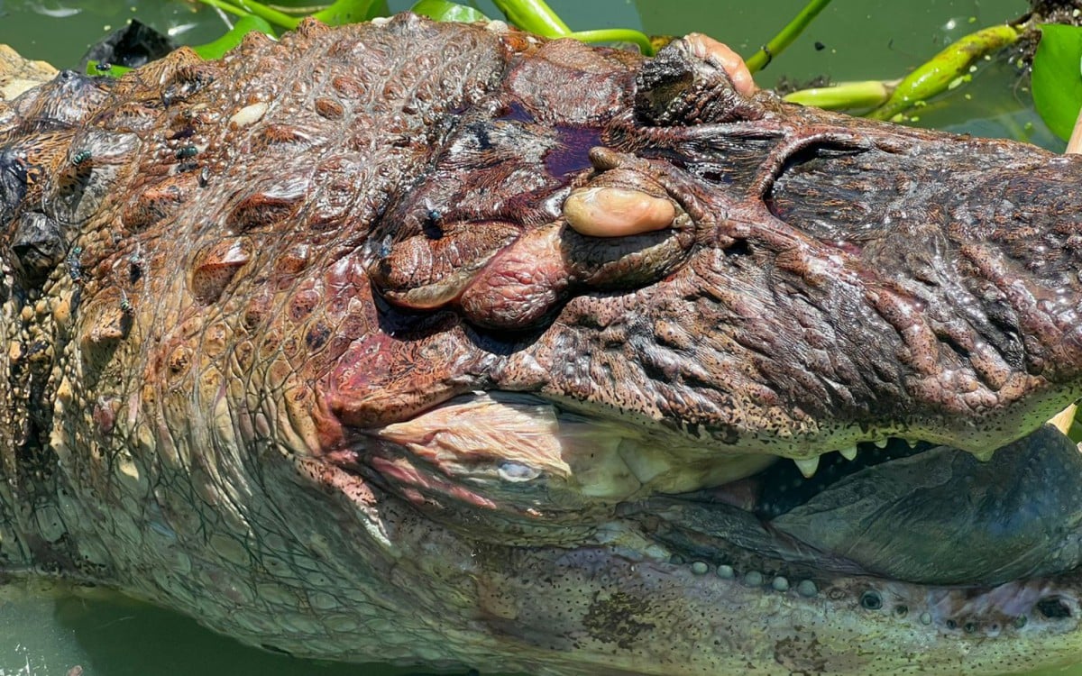 Jacaré é encontrado agonizando, ferido por anzol múltiplo na Lagoa de Jacarepagúa - Reprodução