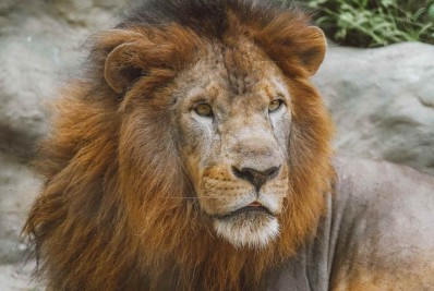 BioParque do Rio organiza festa de aniversário para celebrar 14 anos do leão Simba