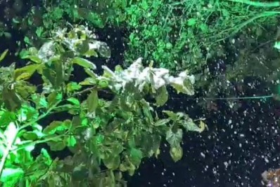 Neve nos trópicos? Prefeitura instala máquina para climatizar Natal em Arraial do Cabo