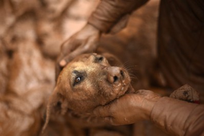 Curso debate resgate de animais em casos de desastres naturais