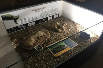 Cientistas descobrem nova espécie de crocodilo gigante