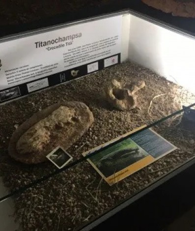 Fóssil do crocodilo Titanochampsa iorii, no Museu de Paleontologia de Monte Alto
