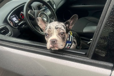 PM resgata cachorro durante recuperação de veículo roubado