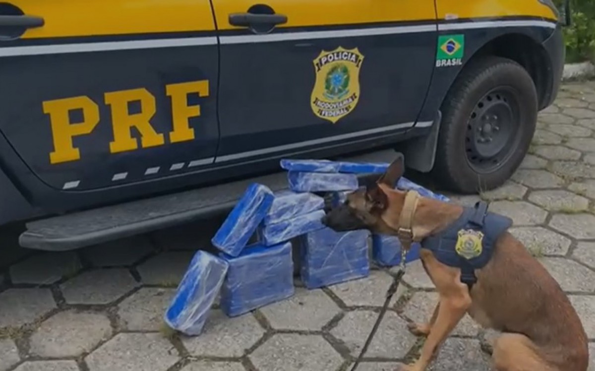 Corona, a cadela policial integrante do grupo PRF especializado na atividade policial com c&atilde;es, diante dos 30 kg de maconha encontradas por ela em &ocirc;nibus &agrave; caminho do Rio