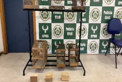 Dupla é presa em Meriti por manter pássaros silvestres em cativeiro