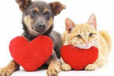 Secretaria de saúde realiza de hoje (19) até quarta (21) repescagem de vacinação de cães e gatos contra a raiva