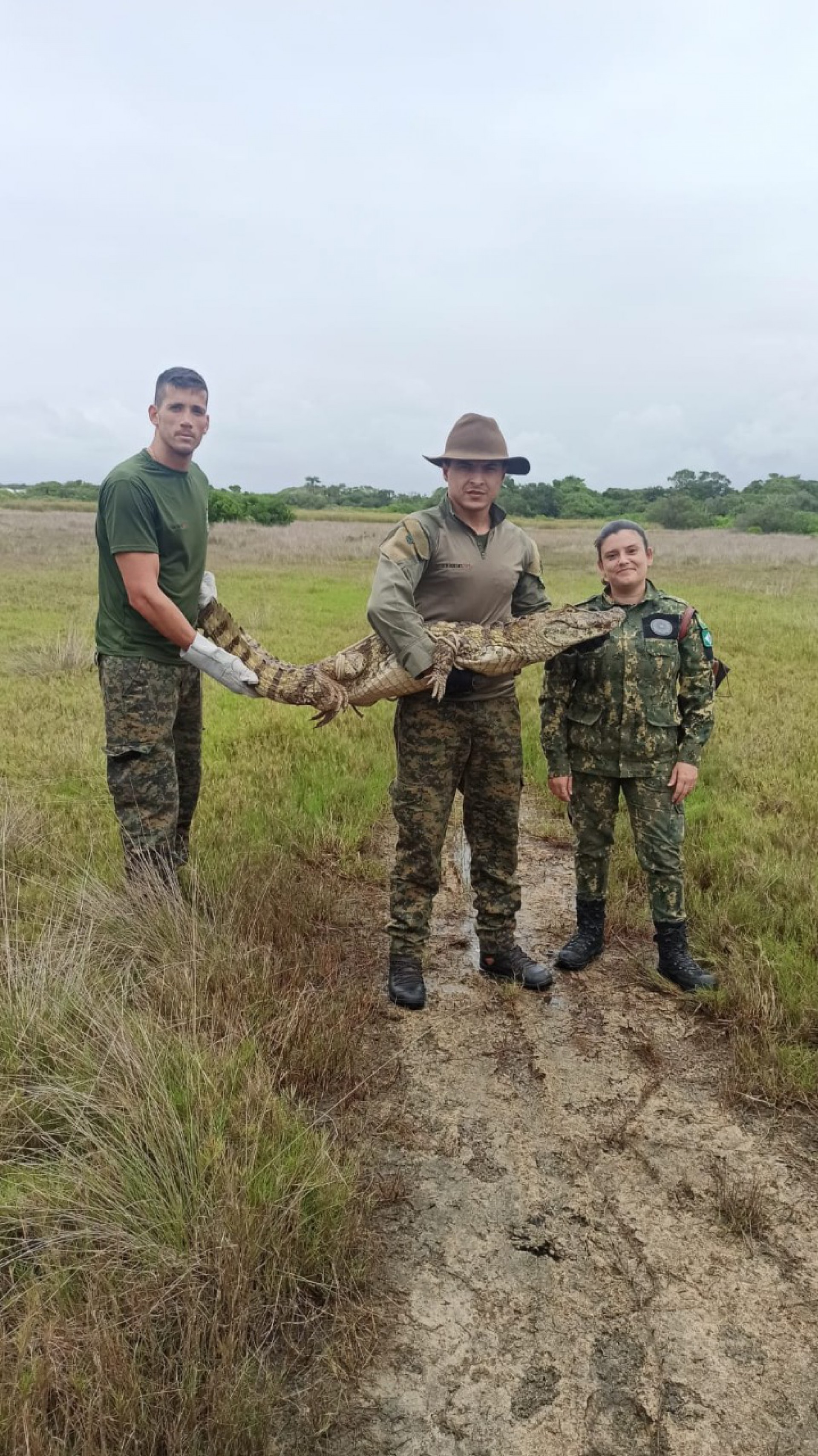 Jacaré é resgatado pela Guarda Ambiental de Saquarema na Praia Seca - Divulgação/Prefeitura de Saquarema