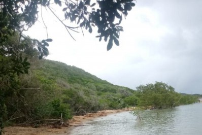Prefeitura de Búzios faz a limpeza de taboas no Mangue de Pedras, oriundas do Norte Fluminense