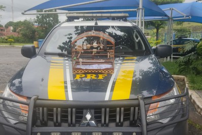PRF recupera ave silvestre na Via Dutra, em Resende