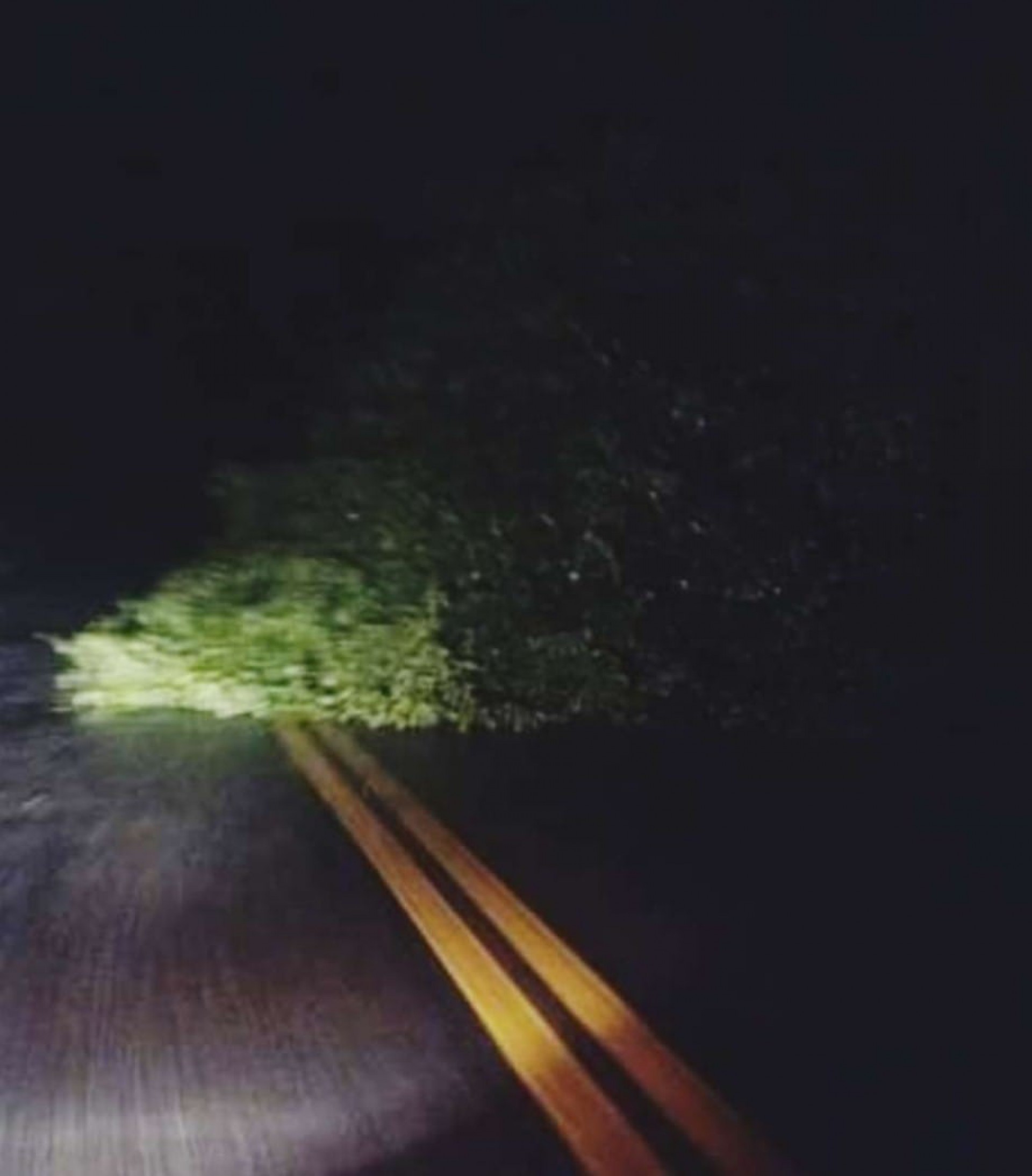 Queda de &aacute;rvore na Rio-Santos, altura do Porto Galo