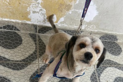 'É um misto de alívio e gratidão', diz dona de petshop após cachorro Obina ser reencontrado